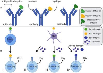 Virus-Induced T Cell-Mediated Heterologous Immunity and Vaccine Development